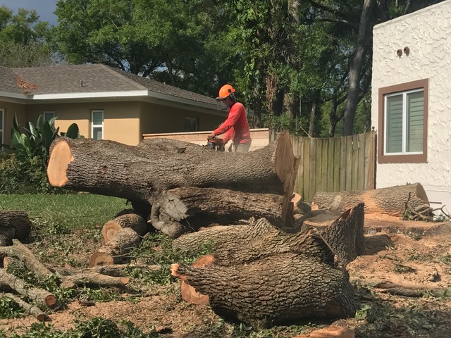 Tampa Tree Trimming & Services Inc Image
